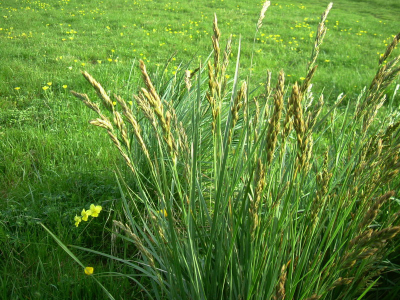 Erba da determinare - Festuca sp.